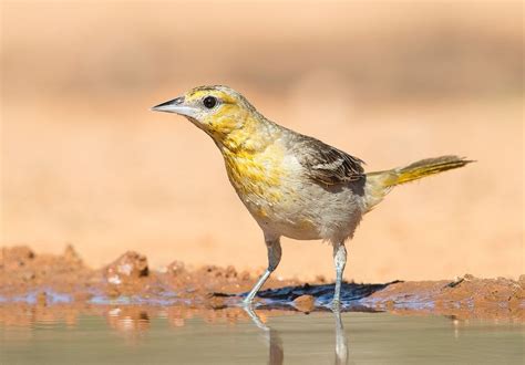 Bullock's Oriole female by Elizabeth E. Elizabeth E.: Photos #animals #photography | Orioles ...