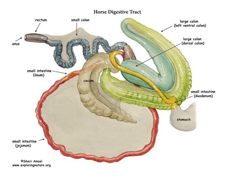 Horse Digestive Tract