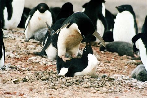 Penguins Practice Prostitution