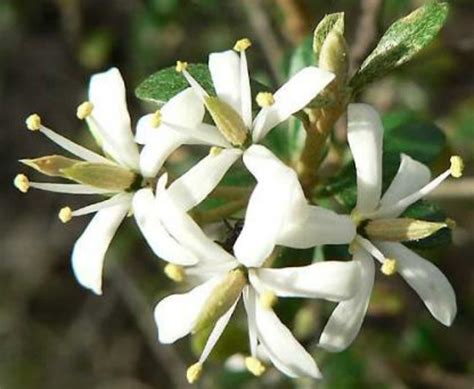 Bursaria spinosa - Sweet Bursaria - The Seed Vine