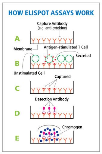 Analytical Methods: INF-Y ELISpot for Study Of T cell Response/Activation