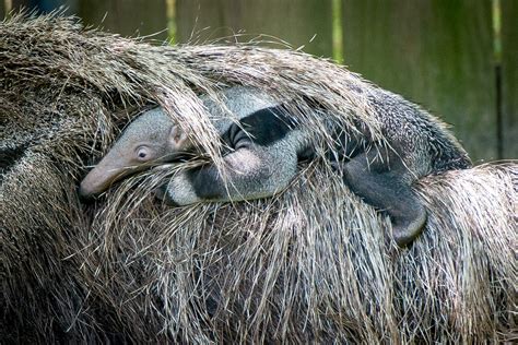 Baby Giant Anteater Rides Into Our Family - The Houston Zoo