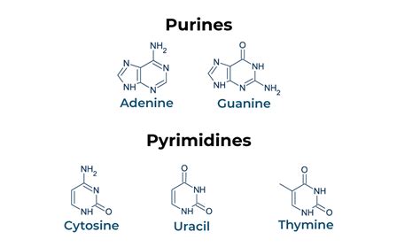 Purines vs. Pyrimidines: Difference between Purines and Pyrimidines ...