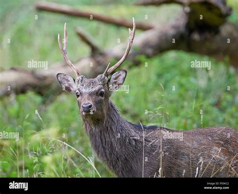 Sika Stag Stock Photos & Sika Stag Stock Images - Alamy