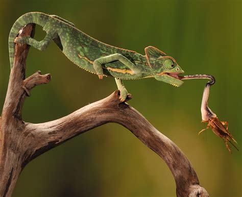 Veiled Chameleon Facts, Habitat, Diet, Baby, Pet Care, Pictures