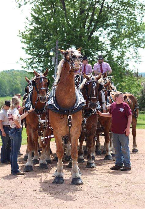 Draft Horse Shows