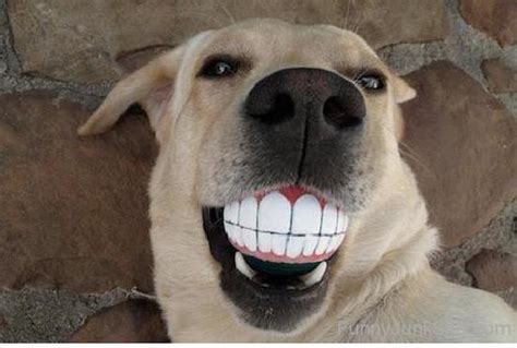 Funny Dentist Pictures » Funny Dog Teeth