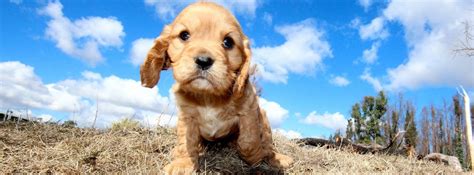 Cavapoo Breeders By State – The Complete List for 2021