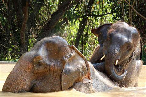 Pattaya Elephant Sanctuary | Ethical Elephant Tour Thailand