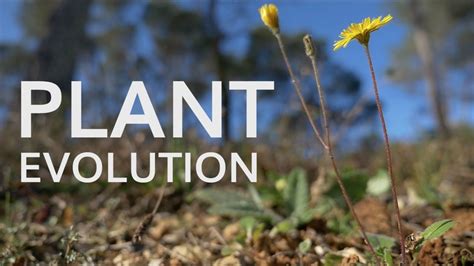 Evolution of Plants – QR Learning Platform