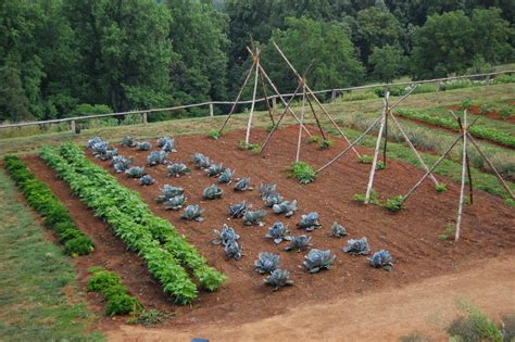 File:Vegetable garden detail.jpg