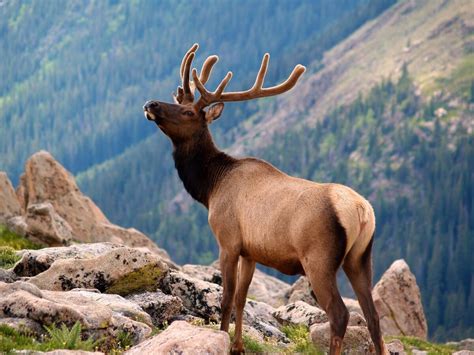 Where to see wildlife in Rocky Mountain National Park