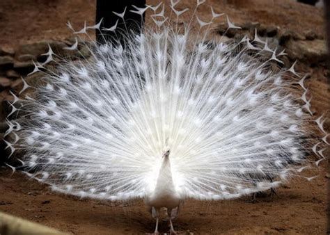 In Otter News: Albino Peacock