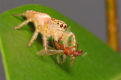 jumping spider eating lunch by troypiggo on DeviantArt