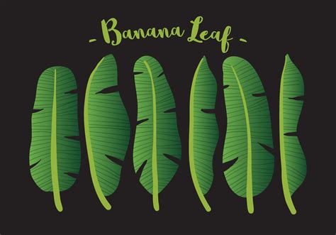 Vector Banana Leaf - Download Free Vector Art, Stock Graphics & Images