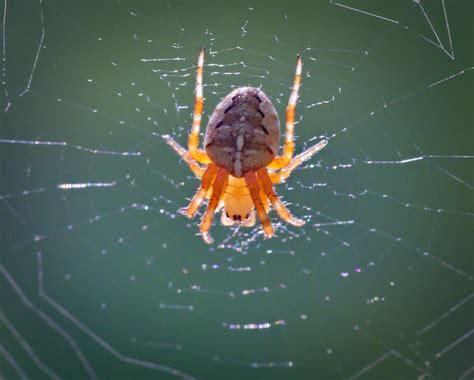 European garden spider - a photo on Flickriver