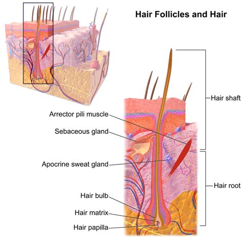 Structure Of Hair Follicle Diagram