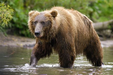 Kamchatka Brown Bear (Ursus arctos beringianus) fishing for Salmon | GRID-Arendal