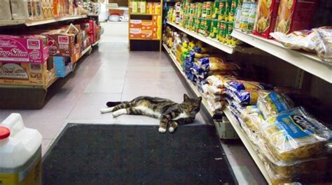 The Life of Bodega Cats