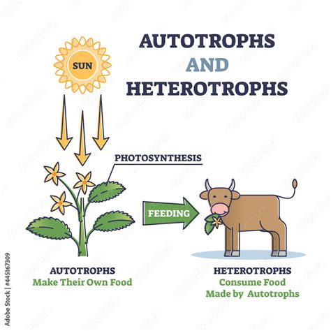 Autotrophs or producers and heterotrophs or consumers as nature energy ...