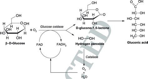 The conversion of glucose into a gluconic acid by glucose oxidase ...