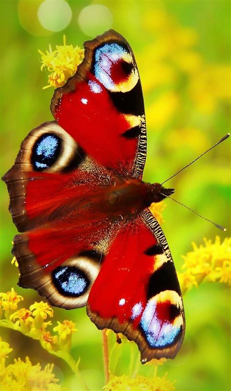 About Wild Animals: A colorful peacock butterfly | Fotos de borboletas ...