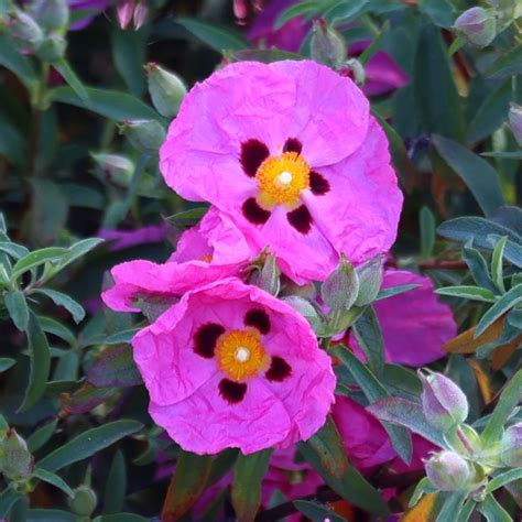 Buy rock rose Cistus × purpureus