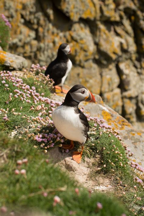 Gallery | Shetland Community Wildlife Group