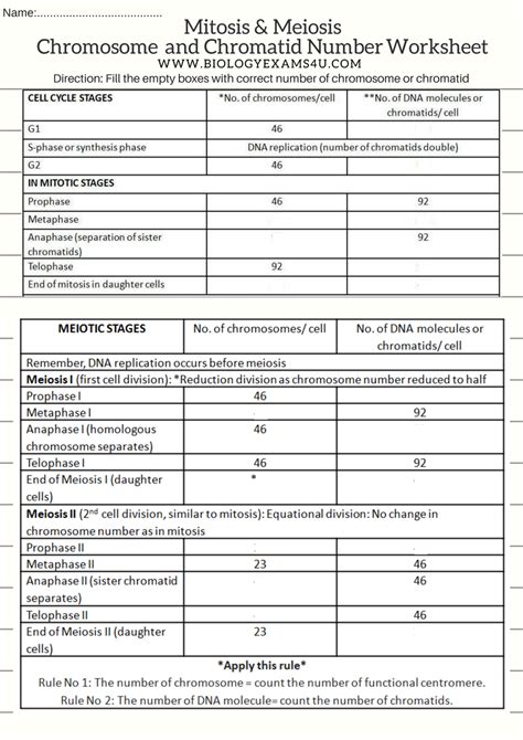 Mitosis and Meiosis Worksheet on Chromosome and Chromatid number (DNA molecule)