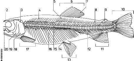 Trout, Fish anatomy, Brown trout