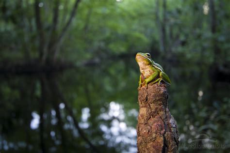 Mac Stone Photography Blog: Green Swamp