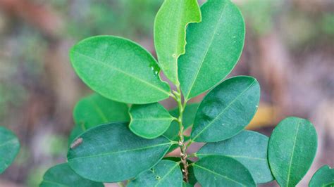 Coca Leaf Tea for Preventing Altitude Sickness | Blog Machu Travel Peru