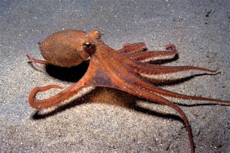 Rolling under the Sea: Scientists Gave Octopuses Ecstasy to Study Social Behavior - Scientific ...