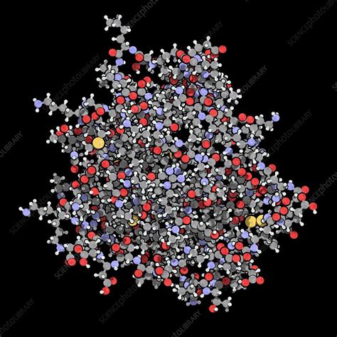 Beta-lactoglobulin protein molecule, illustration - Stock Image - F019 ...