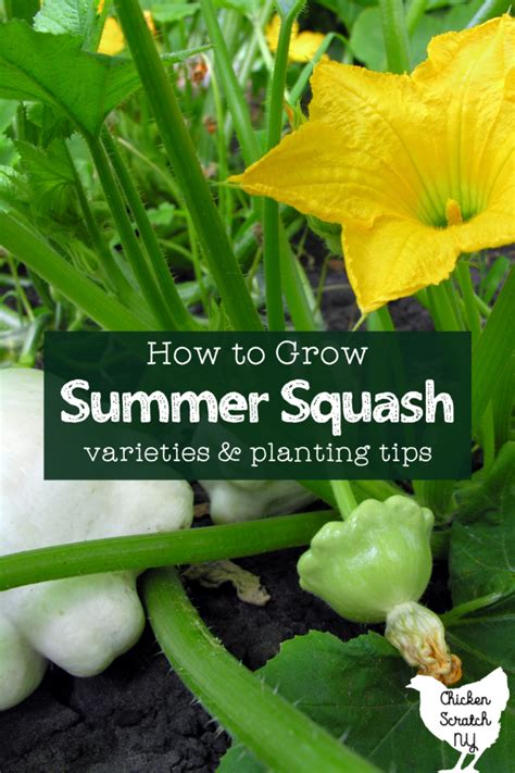 How to Grow Summer Squash [Planting Tips + Different Types]