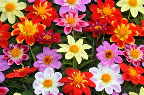 Autumn blooms at the 2016 Harrogate Autumn Flower Shows - The English ...