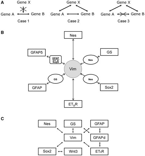 Gene interactions. (A) Three different types of interaction between two... | Download Scientific ...