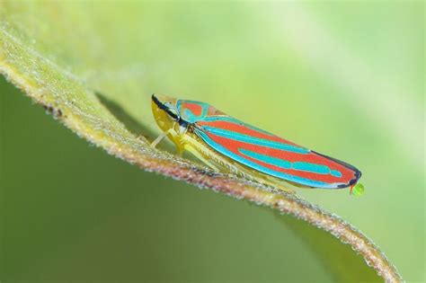 Red Banded Leafhopper Secreting a Little Honeydew | Leafhopper, Red band, Honeydew