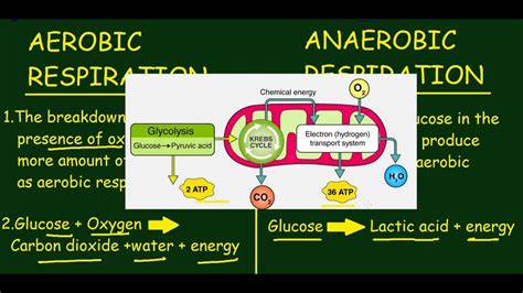 Aerobic Respiration Vs Anaerobic Respiration