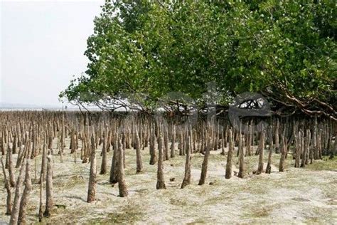 Mangrove Sonneratia spp.-the super Halophytes of Intertidal Zone ...