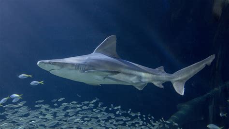 WATCH LIVE: Sharks at the Shedd Aquarium - ABC7 Chicago