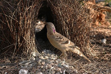 Bowerbird | San Diego Zoo Animals & Plants