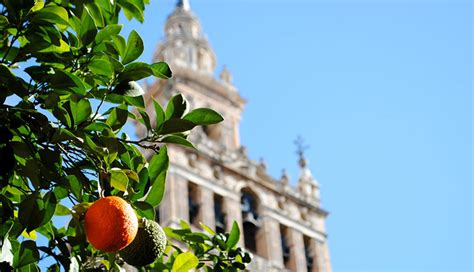 Sevillian orange trees in Seville, Why? - Bar Tapas Sevilla