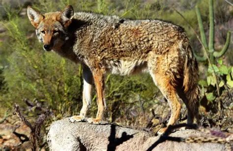 Coyote - Description, Habitat, Image, Diet, and Interesting Facts