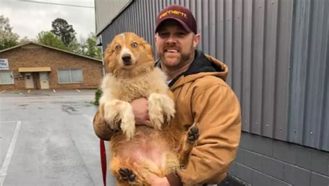 Dog Missing After Tornado Destroyed Home Found 54 Days Later