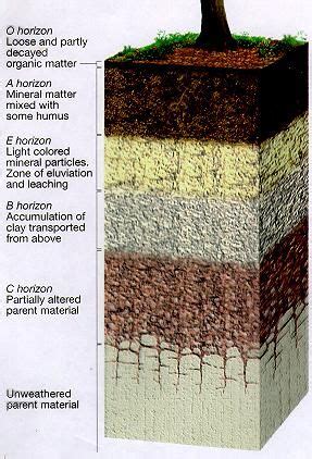 Exploring the Layers of Forest Soil