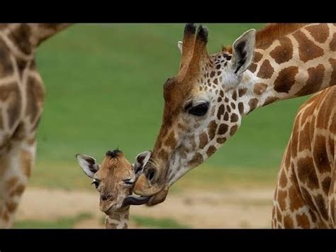 Giraffes - Wild Africa | Giraffe Behaviour and Lifestyle Habitat ...