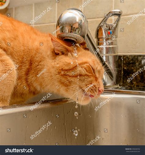 Funny Ginger Cat Drinking Water Kitchen Stock Photo 395658742 ...