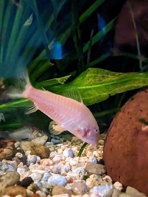 MASSIVE Bronze/Albino Corydoras Spawn - Fish Breeding - C.A.R.E.