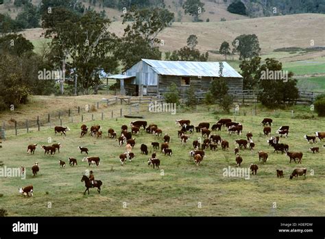 Aerial photograph of farm with herd of beef cattle and farmer mustering ...